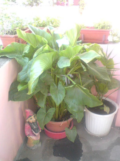 4 - Plante de balcon si camera - 2014