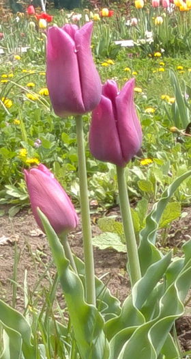 2014-04-13purple prince