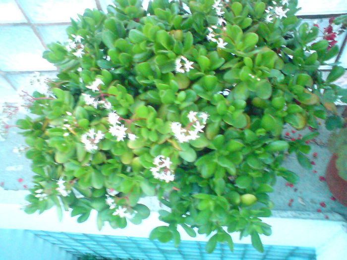 9 Crassula ovata - Suculente - 2014