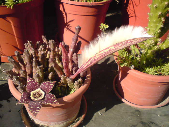 10 Stapelia variegata - Suculente - 2014