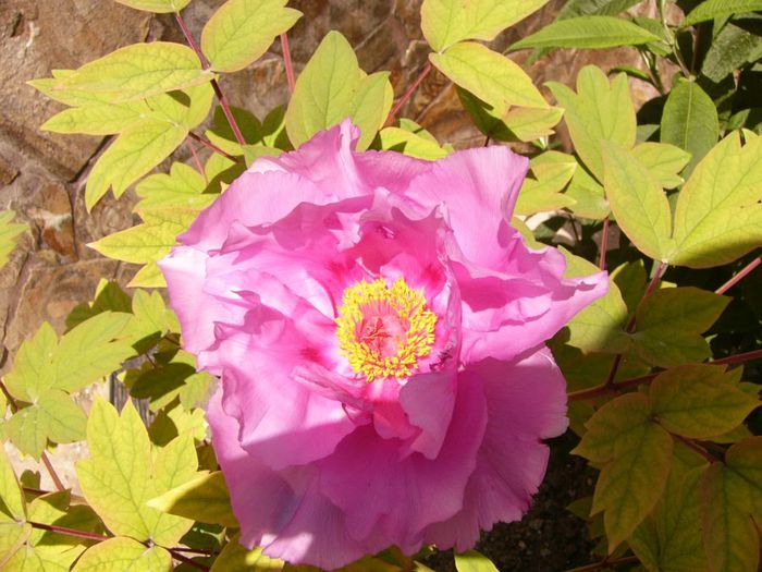 Paeonia -arbustiv=