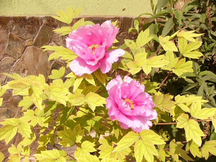 Paeonia-arbustiv-