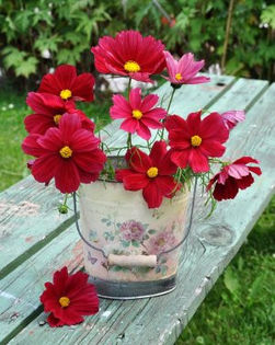 Cosmos Rubenza. - De vanzare seminte -legume-mirodenii-flori-arbori