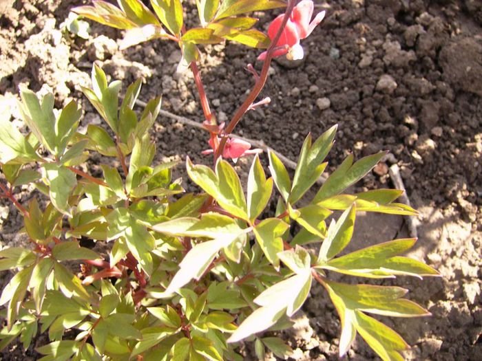 Dicentra spectabilis-roz-