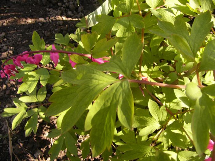 P1200244