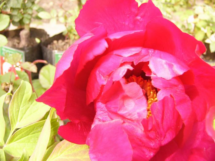Paeonia-arbustiv-