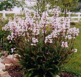penstemon_mystica... - De vanzare seminte -legume-mirodenii-flori-arbori