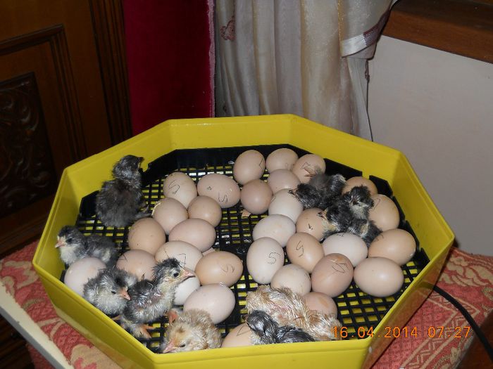 veniti in saptamana mare a pastelui - animalele mele