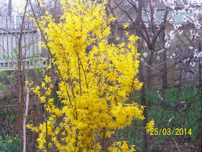 101_3308 - PASIUNEA MEA FLORILE