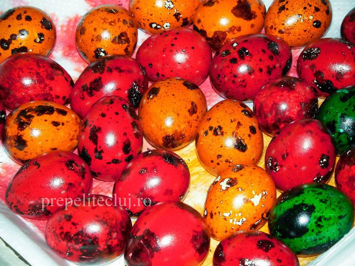 Ouă de prepeliţă vopsite pentru Paşti 13 - Oua de prepelita vopsite pentru Pasti