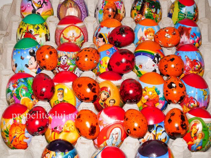 Ouă de prepeliţă vopsite pentru Paşti 15 - Oua de prepelita vopsite pentru Pasti