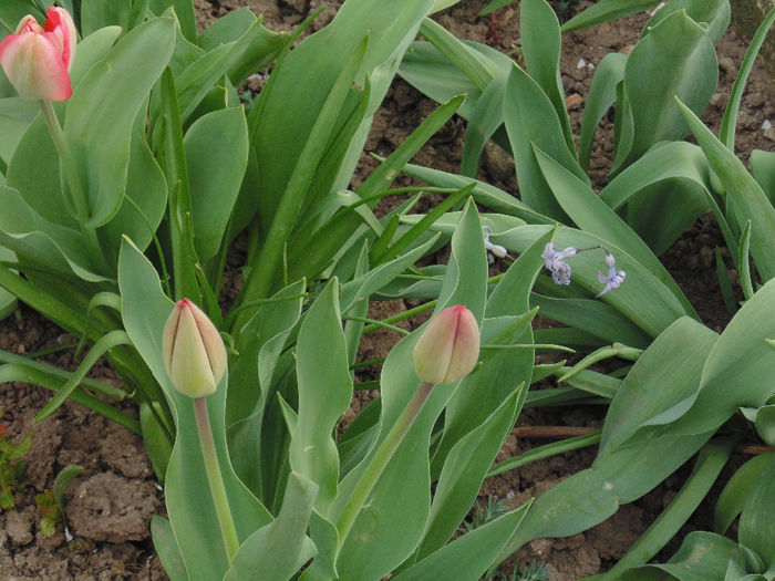 DSC01183 - Curtea si gradina