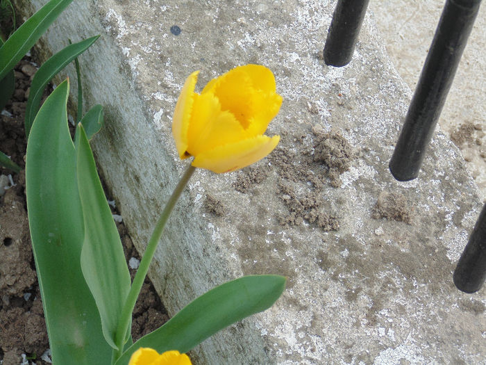 DSC01178 - Curtea si gradina