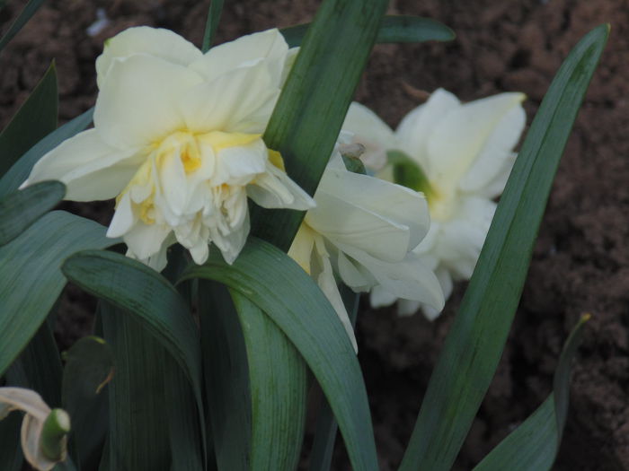 DSC01181 - Curtea si gradina