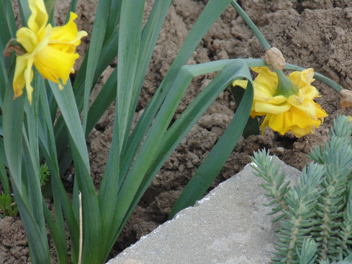 DSC01182 - Curtea si gradina