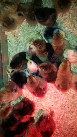 20140410_184023 - 003 Productie 2014