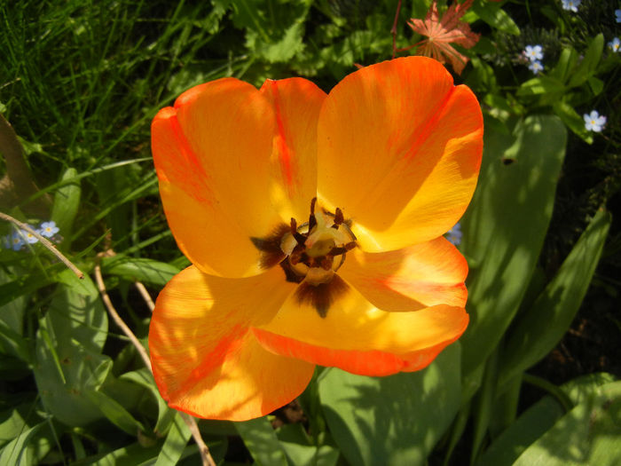 Tulipa Orange Bowl (2014, April 14)