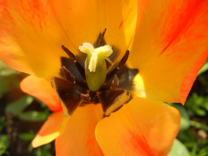 Tulipa Orange Bowl (2014, April 14)