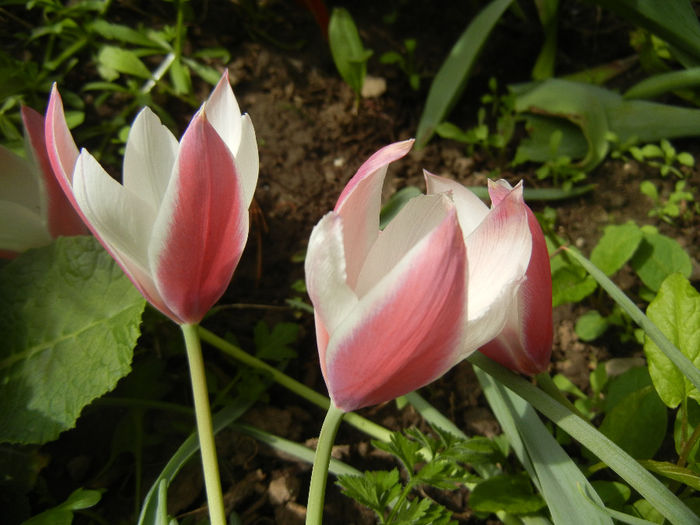 Tulipa Peppermint Stick (2014, April 15)