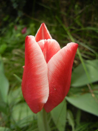 Tulipa Leen van der Mark (2014, April 15) - Tulipa Leen van der Mark