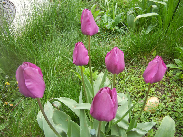 Tulipa Purple Flag (2014, April 15)