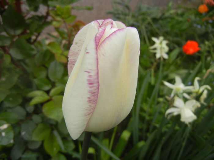 Tulipa Shirley (2014, April 15) - Tulipa Shirley