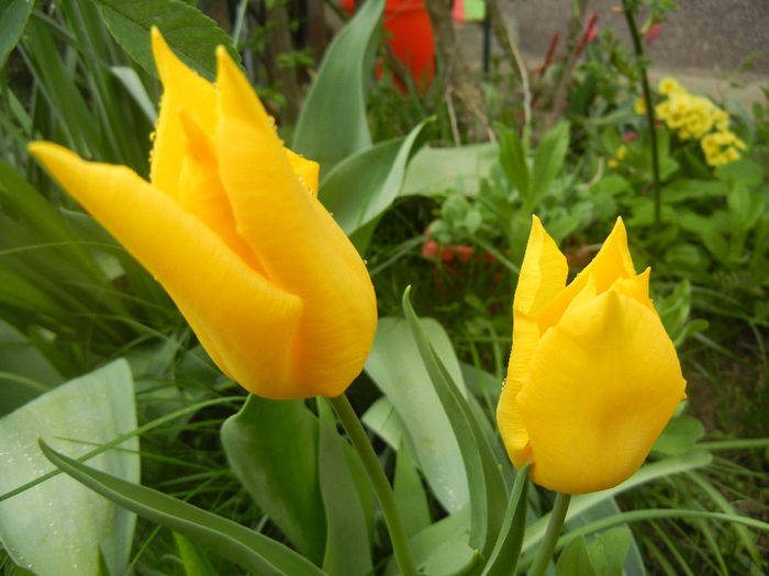 Tulipa Flashback (2014, April 15)
