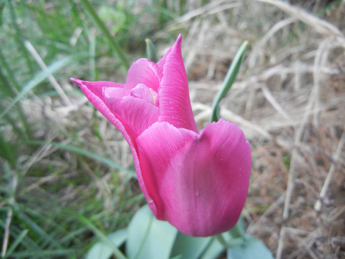 Tulipa Maytime (2014, April 15)