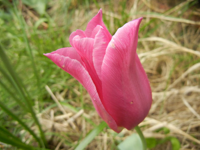 Tulipa Maytime (2014, April 15)