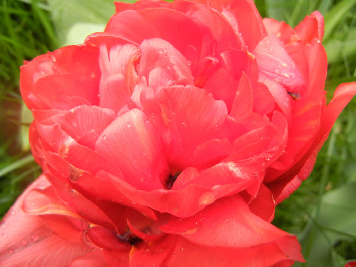 Tulipa Red (2014, April 15)