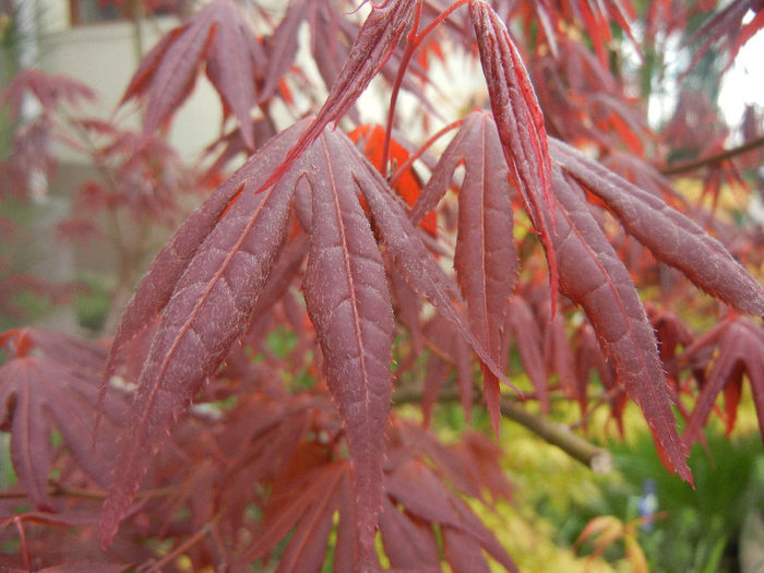 Acer palmatum Bloodgood (2014, Apr.13) - Acer palmatum Bloodgood