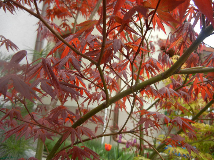 Acer palmatum Bloodgood (2014, Apr.13) - Acer palmatum Bloodgood