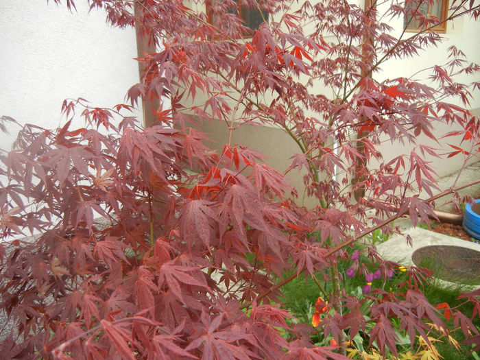 Acer palmatum Bloodgood (2014, Apr.15) - Acer palmatum Bloodgood