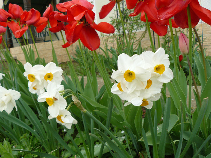 Narcissus Geranium