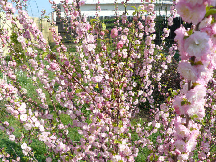 Prunus Triloba
