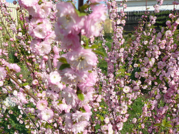 Prunus Triloba