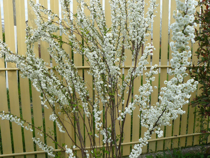 Prunus alb