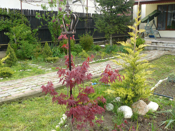Acer atropurpurea