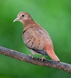 220px-Blue_Ground_Dove_female