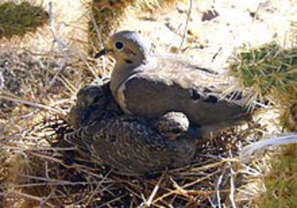 220px-Mother_Dove_and_Squabs_Nesting - A porumbei si turturele din lume