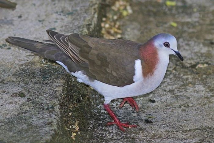 550px-Caribbean_Dove_(male) - A porumbei si turturele din lume