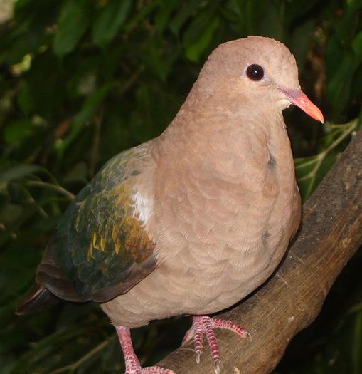 582px-Emerald_Dove - A porumbei si turturele din lume