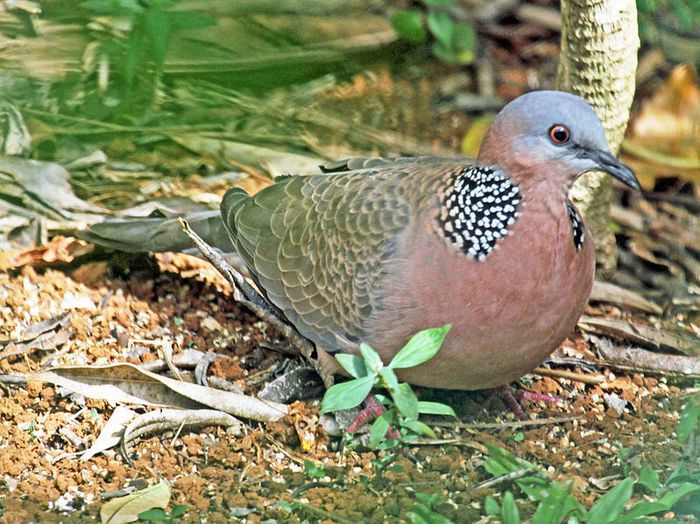 799px-Spotted_Dove_RWD4