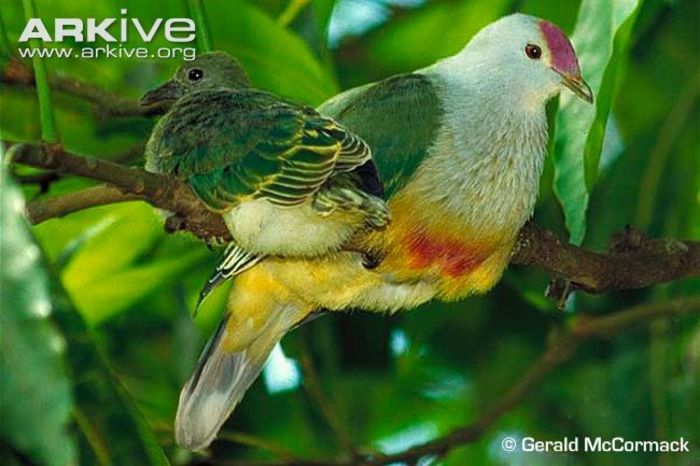 Adult-and-juvenile-Cook-Islands-fruit-doves-on-branch - A porumbei si turturele din lume