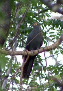 Black cuckoo dove - A porumbei si turturele din lume