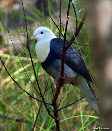 Black-banded-Fruit-Dove-noz_04941