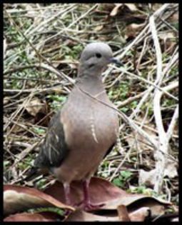 alerted_by_luciramms-d2zzy80