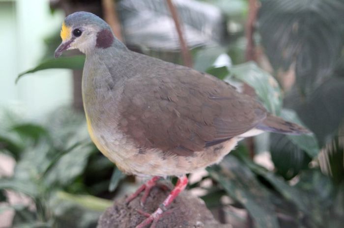 celebes-rotnacken-erdtaube-gallicolumba-tristigmata-bimaculata-am-4733