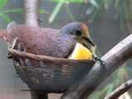 cinnamon-ground-dove-77d9588dc56fd268efe268e395bbedc1