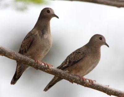 Columbina_minuta,Plain-breasted_Ground_Dove,I_LHT3704